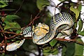 Wagler's pit viper (5085453504).jpg