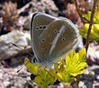 Polyommatus damon