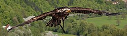 Weisskopf Seeadler haliaeetus leucocephalus