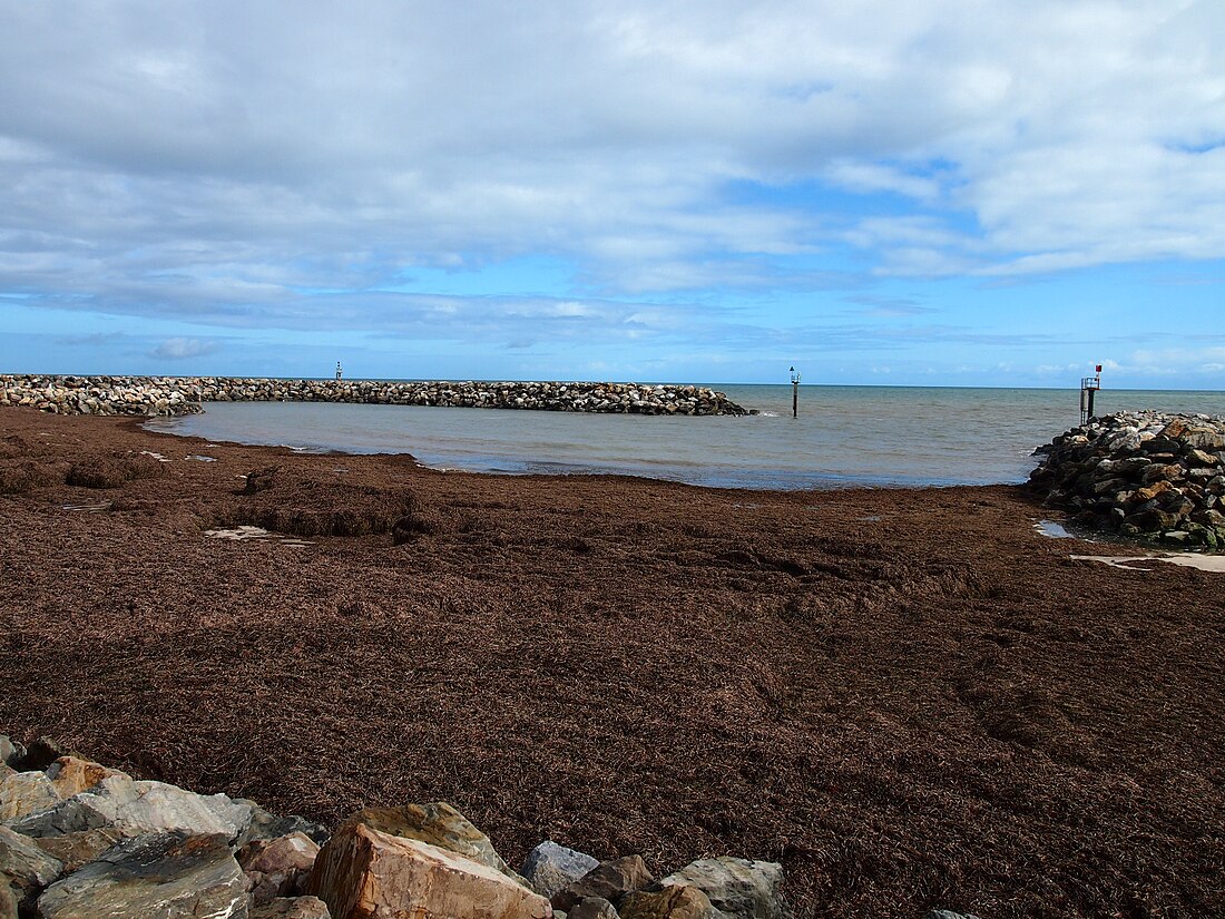 Posidonia australis