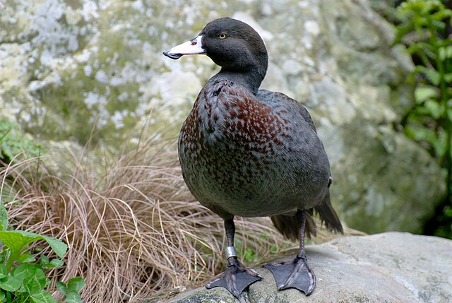 Blue duck (whio) at Staglands, Akatarawa, New Zealand