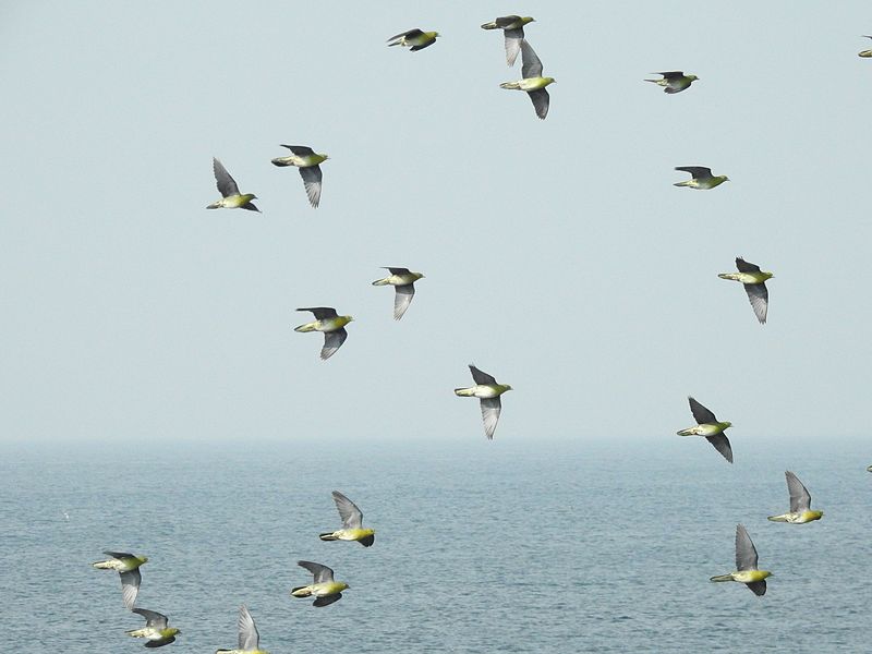 File:White-bellied Green-Pigeon Oiso.jpg