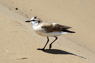 <span class="mw-page-title-main">White-fronted plover</span> Species of shorebird of the family Charadriidae from Sub-Saharan Africa and Madagascar