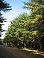 White pine stand in Illinois, USA.