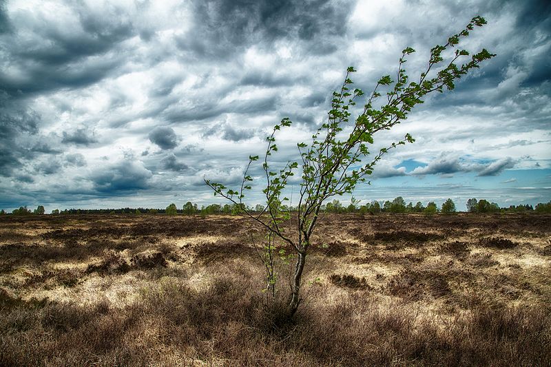 File:Windschief im Moor.jpg