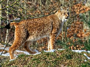 Winter im Wildpark Bad Mergentheim, Luchs.jpg