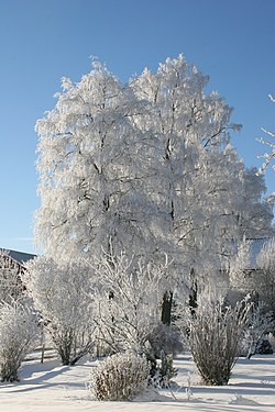 250px-Winter_in_Norway.jpg