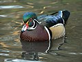 * Nomination Male wood duck in Central Park --Rhododendrites 02:54, 20 January 2019 (UTC) * Promotion Good quality. --Seven Pandas 03:07, 20 January 2019 (UTC)