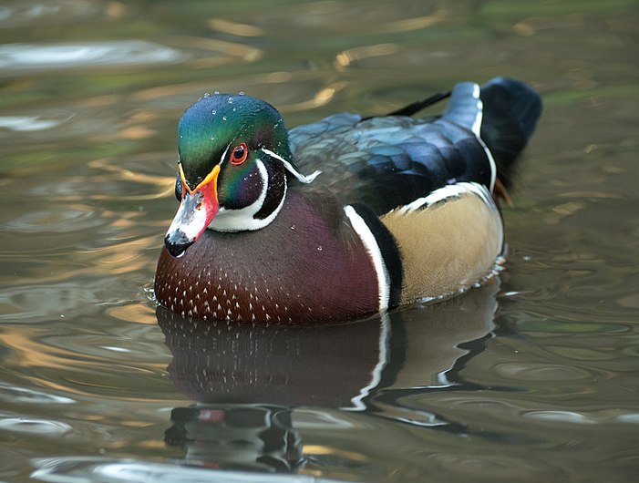 Wood duck in Central Park (40771).jpg