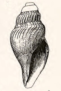 <i>Xanthodaphne sedillina</i> Species of gastropod