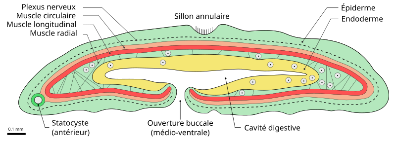 File:Xenoturbella bocki Section longitudinale FR.svg