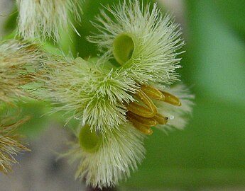 Fleur plus épanouie