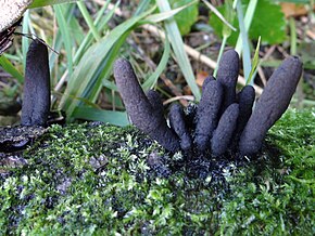 Opis zdjęcia Xylaria longipes 2013-09-17 3.jpg.