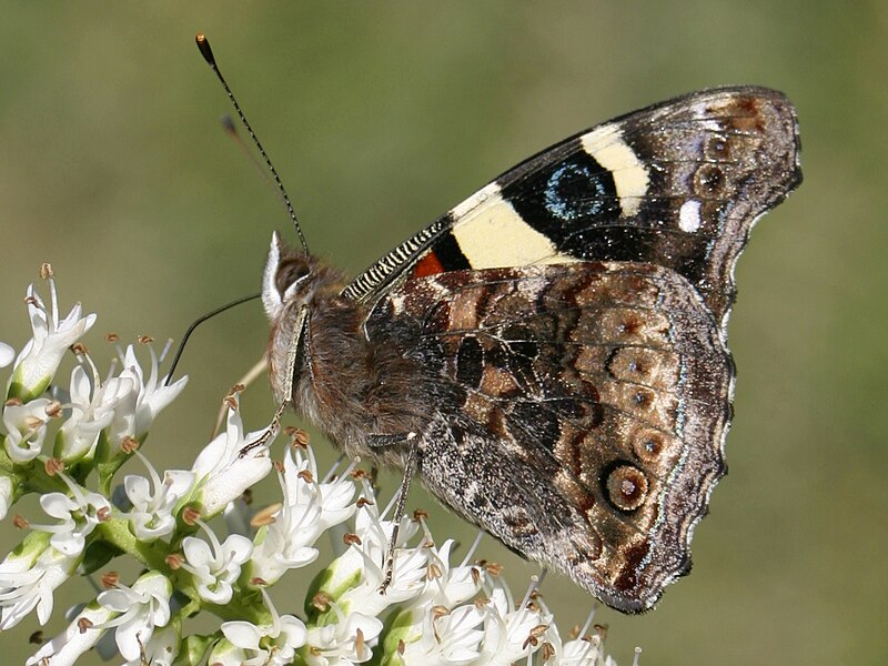 File:Yellow Admiral 07.JPG