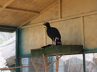 <span class="mw-page-title-main">Yellow-knobbed curassow</span> Species of bird