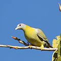 Yellow footed Green pigeon David Raju (cropped).jpg