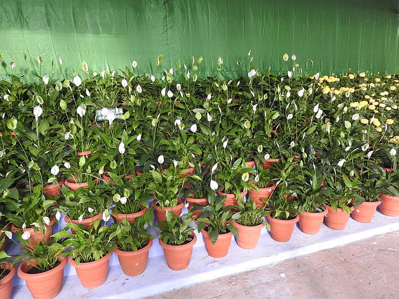 File:Yercaud 43 flowershow-30-yercaud-salem-India.jpg