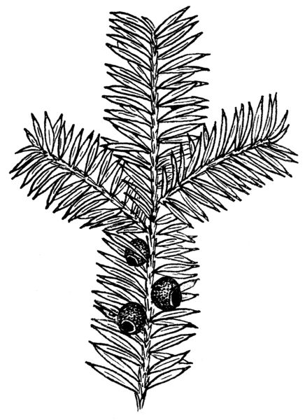 File:Yew (PSF).png