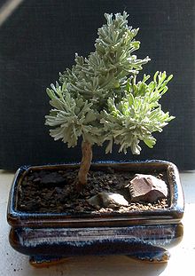 A young sagebrush grown as bonsai, showing the typical leaf configuration Young sagebrush.JPG