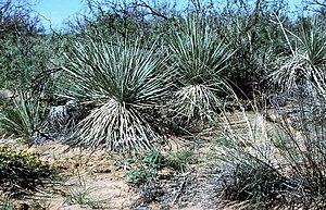 Kortstammet Yucca campestris i Texas