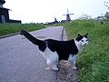 Zaanse-Schans-cat-and-windmills-0273.jpg