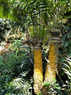 <i>Zamia lindenii</i> Species of cycad