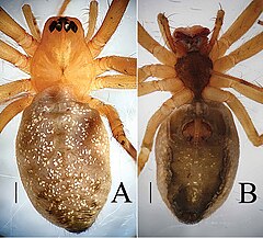 Description de l'image Zhezhoulinyphia denticulata (10.3897-zookeys.862.31406) Figure 11.jpg.