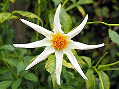 Einfachdahlie „North Star“