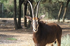 Rappenantilope (Hippotragus niger)