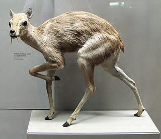 Moschidae Family of mammals belonging to even-toed ungulates