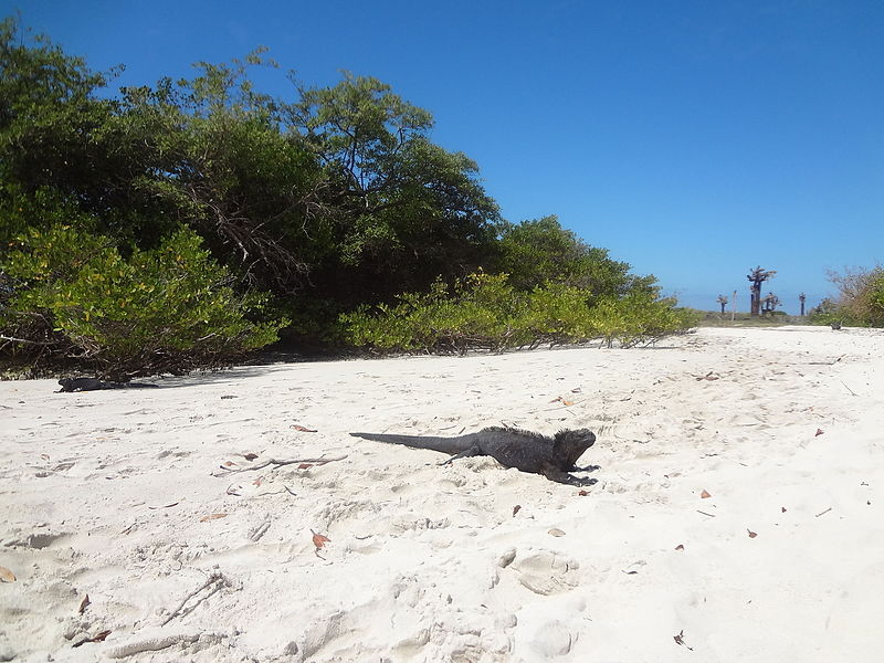 File:(Amblyrhynchus cristatus) Galápagos Islands Tortuga Bay Santa Cruz Island.JPG