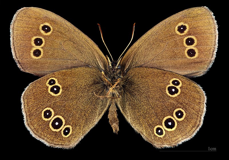 File:(MHNT) Aphantopus hyperantus - Foret de Bouconne, France - male ventral.jpg