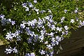 Phlox subulata 'Emerald Cushion Blue'