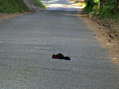 Un écureuil passant sur un chemin de la colline.