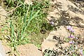 Βαλκανοβάτραχος στο λιμνίο στα Εισόδια Θεοτόκου (Κύθνος).jpg