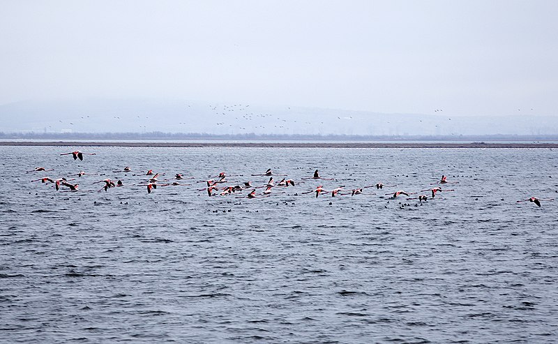 File:ΔΕΛΤΑ ΤΟΥ ΕΒΡΟΥ 17.jpg