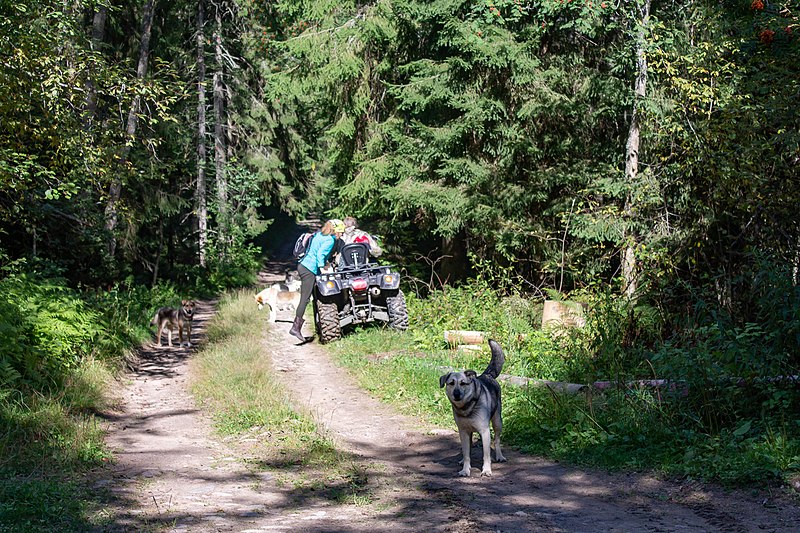 File:Долина реки Смородинки, лесник с собаками.jpg