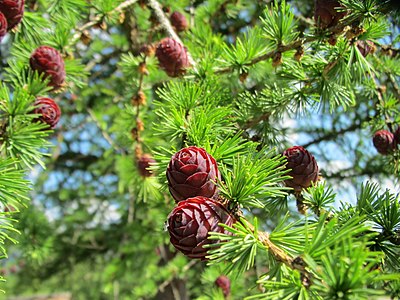 Какое лиственницы. Лиственница Larix decidua. Лиственница американская Larix laricina. Лиственница европейская шишки. Лиственница европейская шишка.