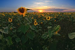 Sunflower field in Ishimbaysky District. Bashkortostan has a developed agriculture PodsolnukhivIshimbaiskomraione.jpg