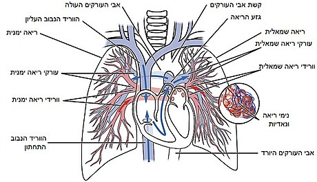 מחזור הריאות