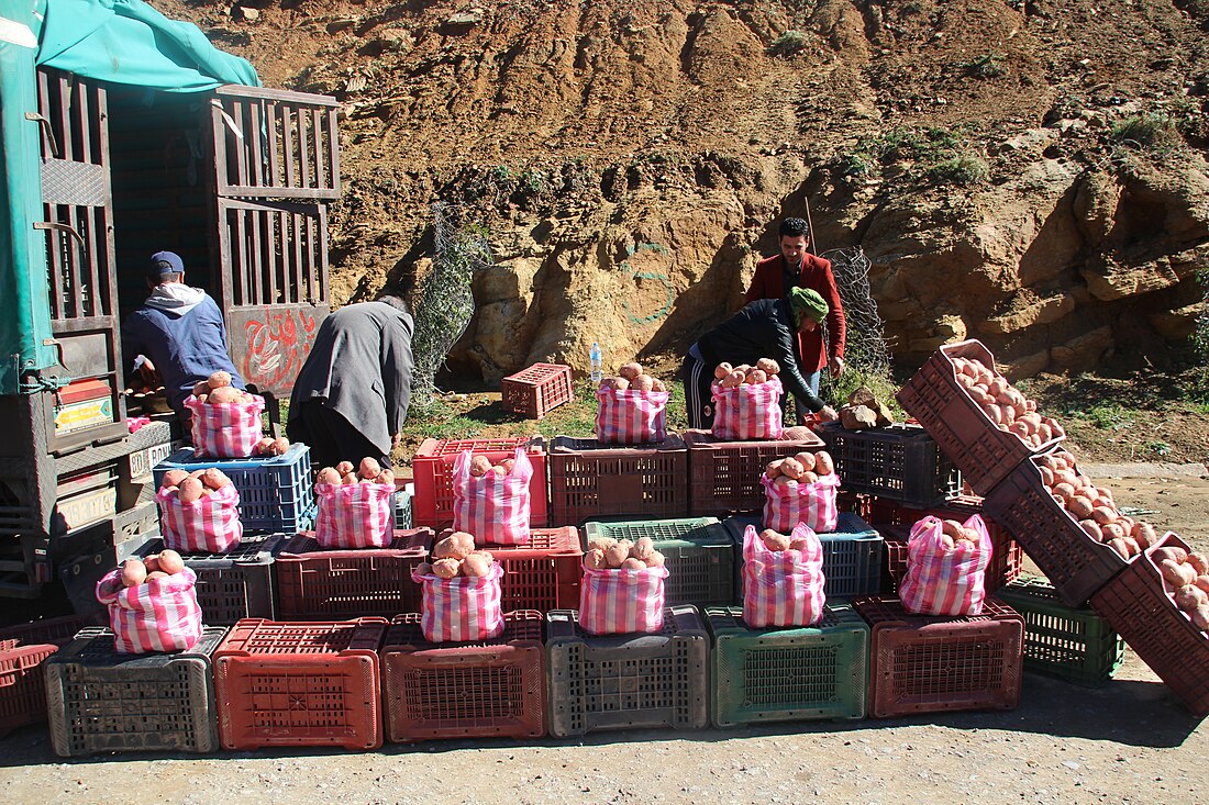 Potato production in Algeria