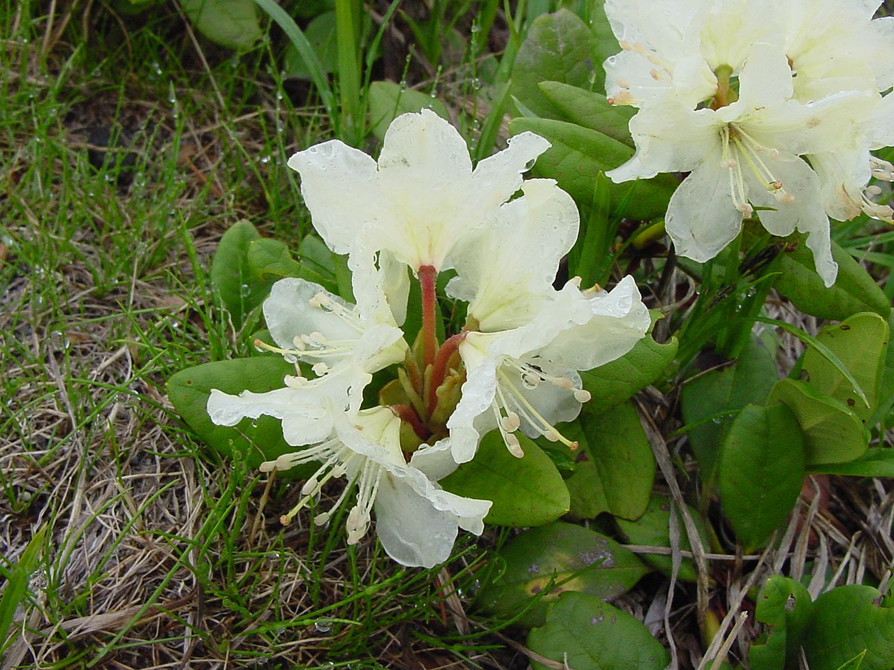 File キバナシャクナゲ 黄花石楠花 Rhododendron Aureum Jpg Wikimedia Commons