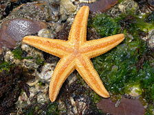 Pacific sea star, Asterias amurensis Hai Xing (Fan Mian ).JPG