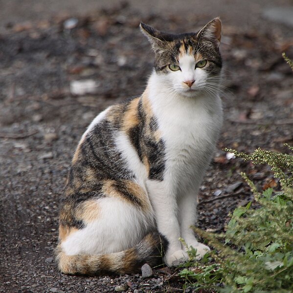 File:野良猫（相模川沿い） (2009; cropped 2023).jpg