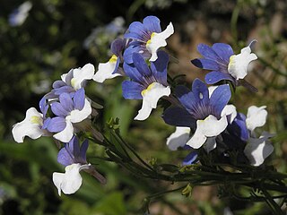 <i>Nemesia strumosa</i> Species of plant in the family Scrophulariaceae