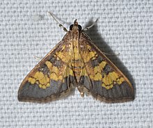 - 5143 - Diacme adipaloides - Darker Diacme Moth (21466991269) .jpg