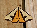 - 8107 – Haploa clymene – Clymene Moth (35904888915).jpg