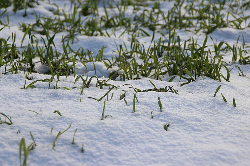 File:01 verschneites Gras.jpg