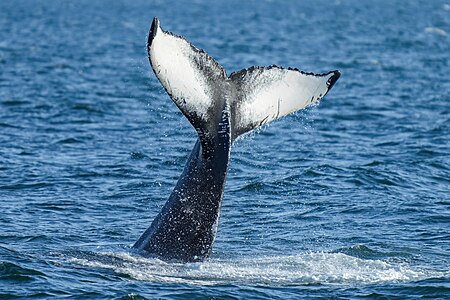 031 Humpback whale lobtailing Photo by Giles Laurent