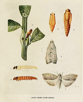 <i>Fulcrifera tricentra</i> Species of moth